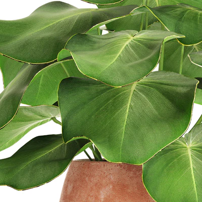 Tropical potted plant, flower, flowerpot, small plant, clinker, clay — Ver 3
