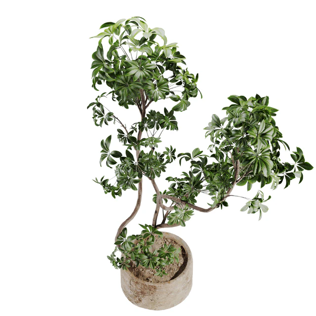schefflera plant in Stone Pot — Descargar