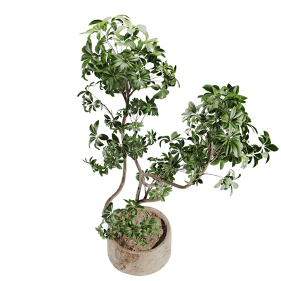 schefflera plant in Stone Pot — Ver 4
