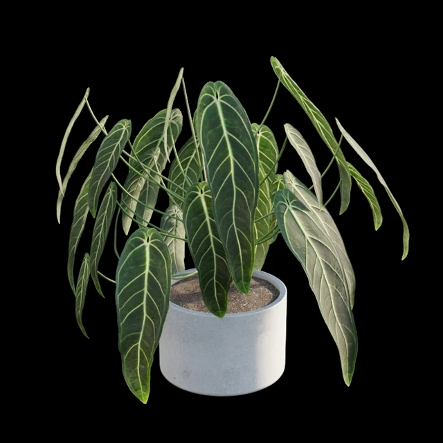 Anthurium Warocqueanum — Скачать