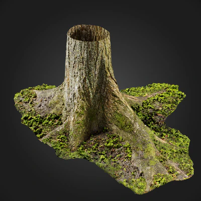 trees and barks 051 — Скачать