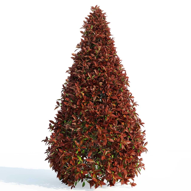 Фотиния фразера Ред Робин (Photinia fraseri Red Robin) — Скачать