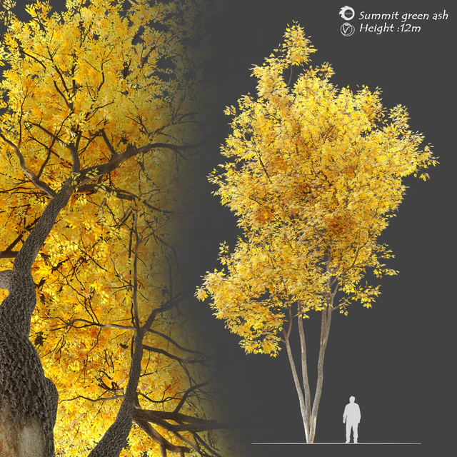 Autumn summit green ash (Fraxinus pennsylvanica Summit) — Descargar