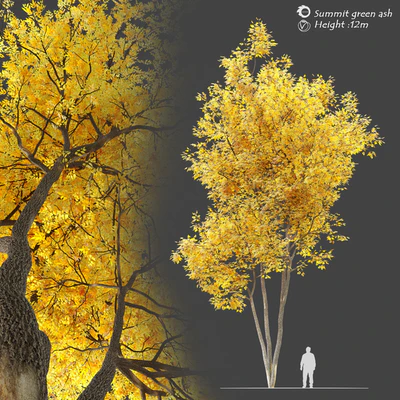 Autumn summit green ash (Fraxinus pennsylvanica Summit) — Ver 1