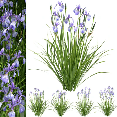 Siberian Iris01 — Ver 1
