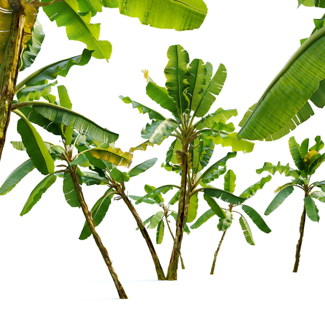 Banana tree 02 — Descargar