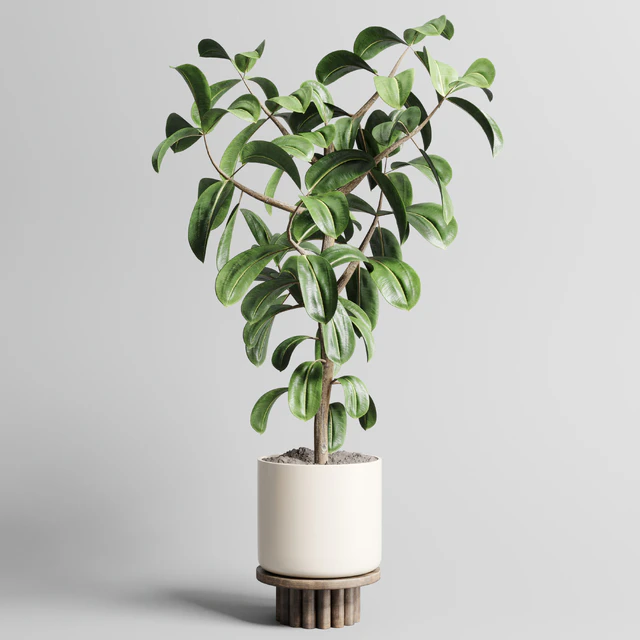 Indoor outdoor plant 106 wood vase pot ficus rubbery — Descargar