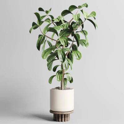 Indoor outdoor plant 106 wood vase pot ficus rubbery — Ver 6
