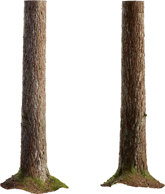 pine tree trunk 002 — Descargar