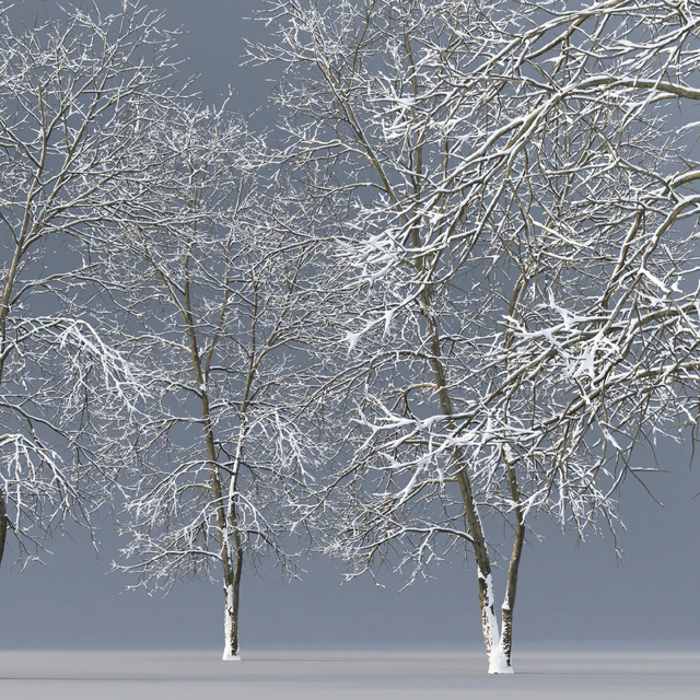 Winter Ash | Ash-tree winter # 4 (18m) — Download