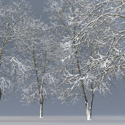 Winter Ash | Ash-tree winter # 4 (18m) — View 3
