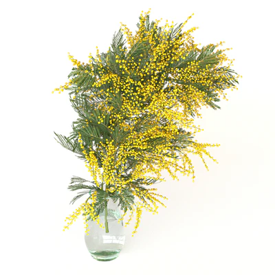 Mimosa — Ver 7