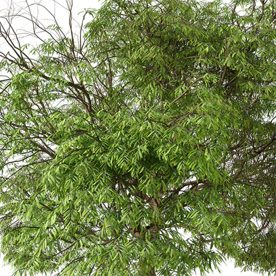 Set of Brazilian Pepper Tree ( Schinus terebinthifolia ) (2 Trees) — Вид 6