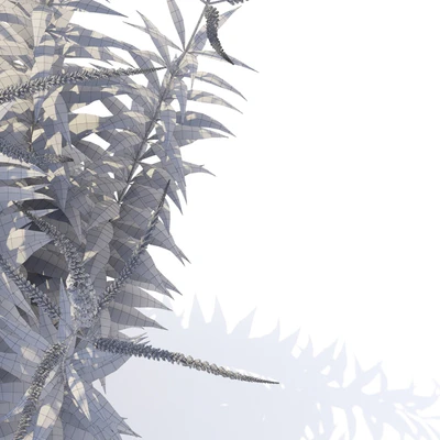 Veronicastrum virgin flowers | Veronicastrum virginicum Erica — Ver 5