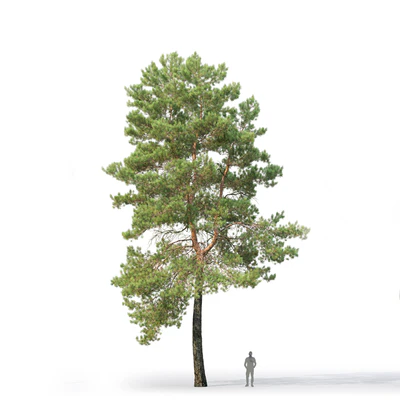 Pine — View 5