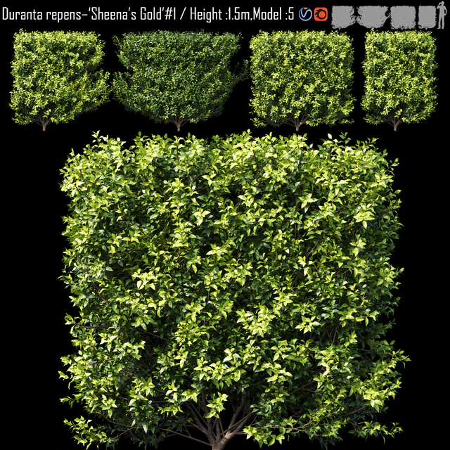 Duranta repens - 'Sheena's Gold'- Duranta erect # 2 — Descargar