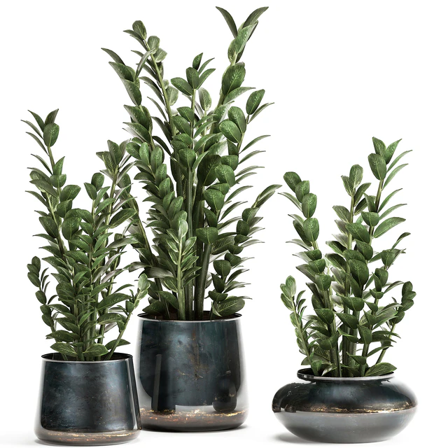 Collection of small plants in luxury pots with Zamiokulkas flower, money tree. Set 872. — Descargar
