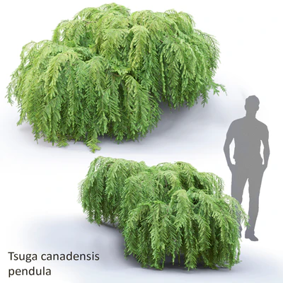 Tsuga canadian dangling | Tsuga canadensis pendula # 1 — Ver 1