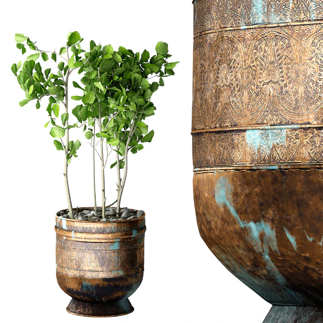 Ficus Lyrata — Descargar
