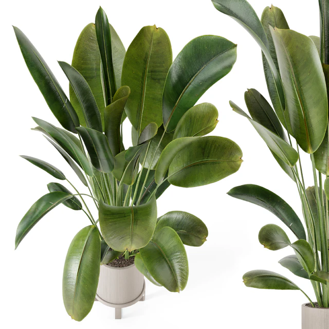 Indoor Plants in Ferm Living Bau Pot Large - Set 378 — Descargar