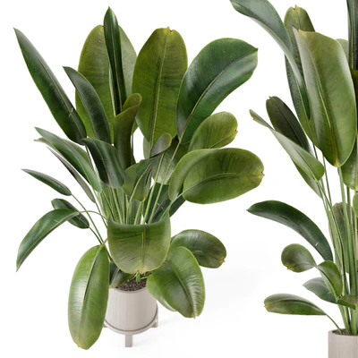 Indoor Plants in Ferm Living Bau Pot Large - Set 378 — Ver 7