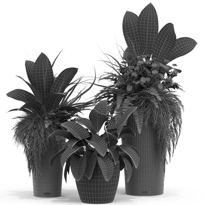 Plants collection 436 — Вид 4