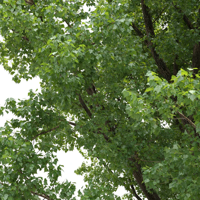 Poplar / Populus deltoides #2 — Descargar