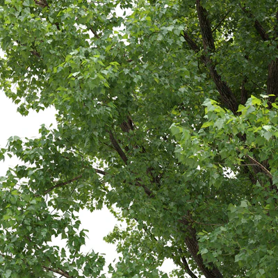 Poplar / Populus deltoides #2 — Ver 5