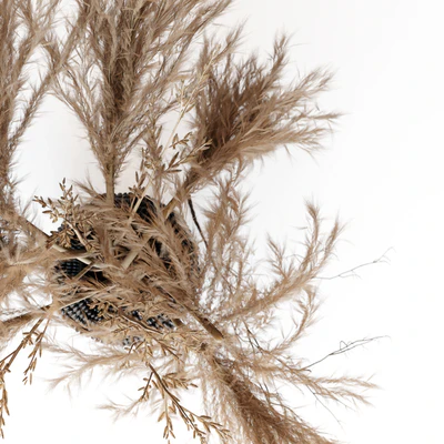 Brown pampas — Ver 3