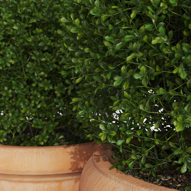Boxwood evergreen in clay pots — Descargar