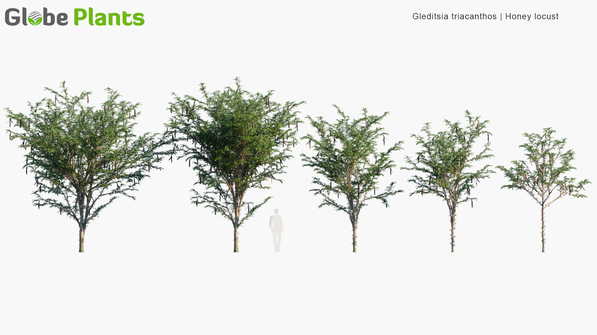 gleditsia triacanthos — Скачать