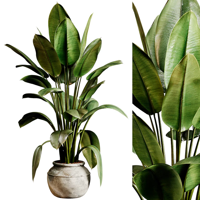 Indoor plants 96 - Plant in pot — Download