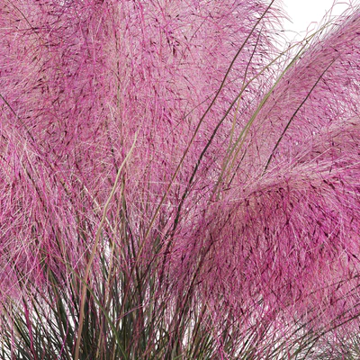 Muhlenbergia Capillaris - Pink Muhly Grass — Ver 7