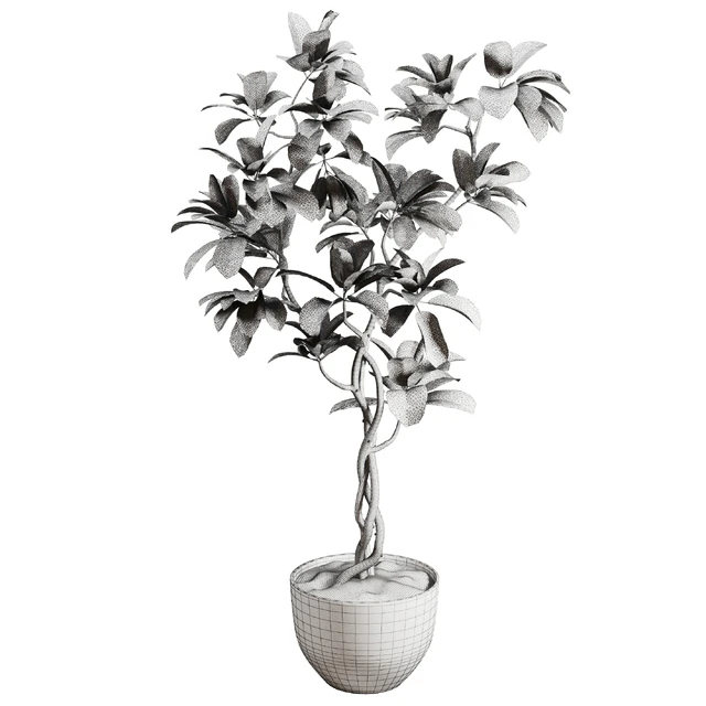 ficus plant in pot — Скачать