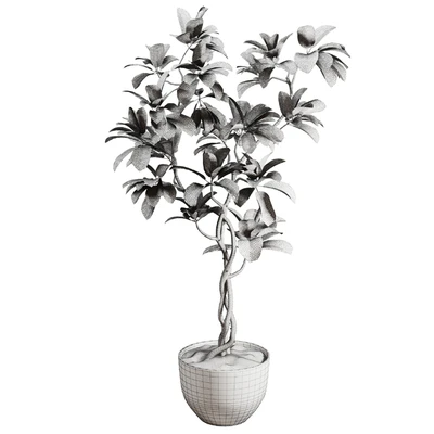 ficus plant in pot — Вид 5