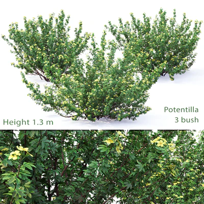 Potentilla bush # 1 — Ver 1