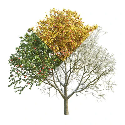 Apple tree 3 season — Ver 3