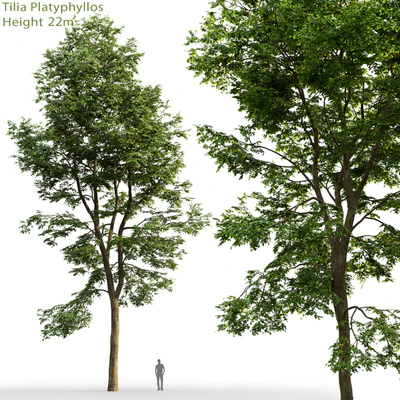 Tilia platyphyllos — Вид 1