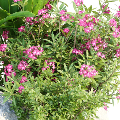 Outdoor Garden Plants Collection vol 136 — Вид 6