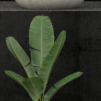 Plants collection 80 — Вид 3