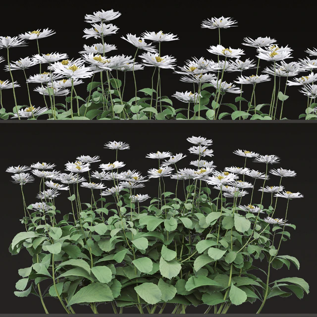 Set of Bellis perennis Flowering Plants (Common daisy) (6 Plants) — Descargar