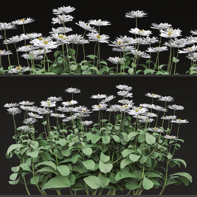Set of Bellis perennis Flowering Plants (Common daisy) (6 Plants) — Ver 7