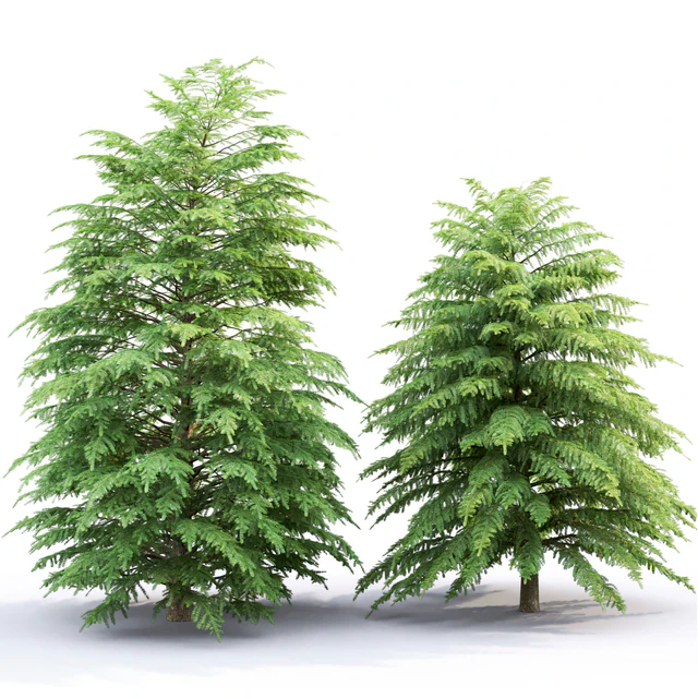 Tsuga Canadian | Tsuga canadensis # 2 — Download