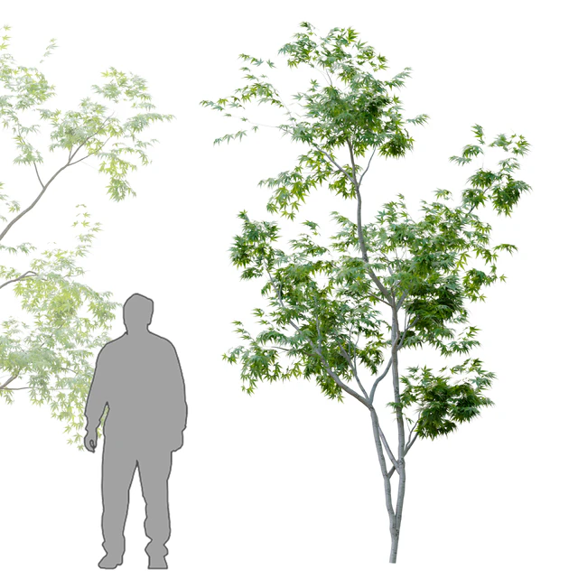 Two young trees — Скачать