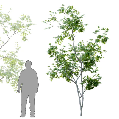 Two young trees — Вид 4