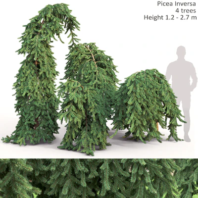 Spruce — Вид 1