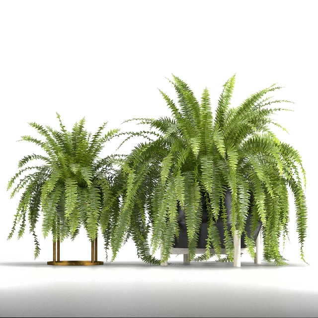 Set of plants No. 3 (Areca palm, fern) — Descargar