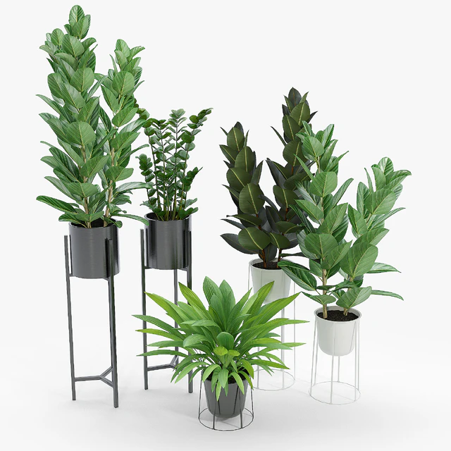 Set Ficus — Скачать