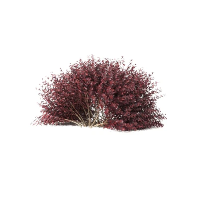 Thunberg Barberry Hedgerow | Berberis thunbergii hedge — Ver 5