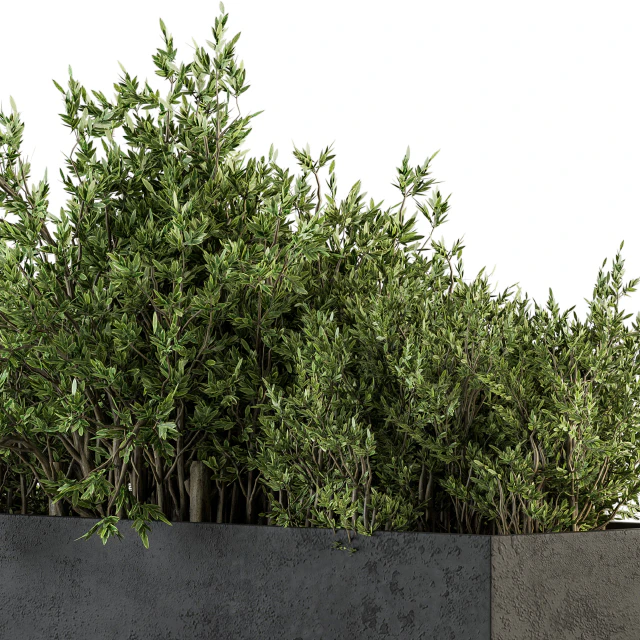 Outdoor Plants tree in Concrete Box - Set 126 — Descargar